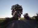 Ranní Slunce se zvedá nad žírnou rovinatou moravskou zemí za vrbou na levém břehu Kyjovky nedaleko Svatobořic.