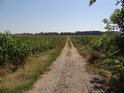 Polní cesta kukuřičným polem v žírné moravské rovině na levém břehu Kyjovky pod Mistřínem.
