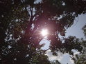 Slunce prosvítá přes dubové listí  na břehu Kyjovky nad Kyjovem.