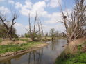 Poslední úsek Kyjovky těsně nad soutokem s řekou Dyje.