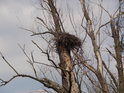 Ptačí hnízdo v uschlých větvích stromu poblíž soutoku Kyjovky a Dyje.